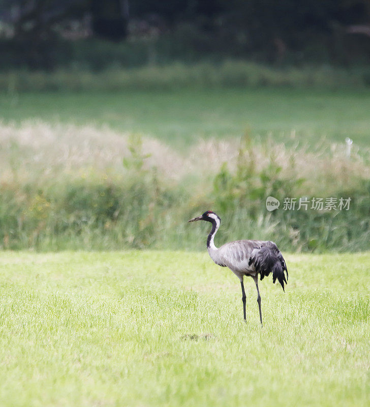 普通起重机(Grus Grus)